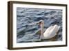 Swan in the Water-Massimiliano Ranauro-Framed Photographic Print