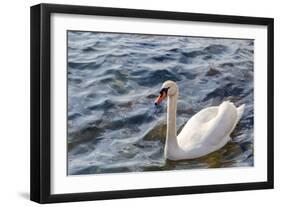 Swan in the Water-Massimiliano Ranauro-Framed Photographic Print