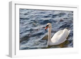 Swan in the Water-Massimiliano Ranauro-Framed Photographic Print