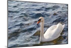 Swan in the Water-Massimiliano Ranauro-Mounted Photographic Print