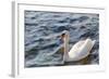 Swan in the Water-Massimiliano Ranauro-Framed Photographic Print