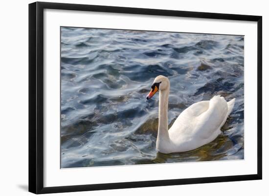 Swan in the Water-Massimiliano Ranauro-Framed Photographic Print