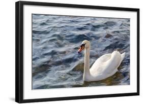 Swan in the Water-Massimiliano Ranauro-Framed Photographic Print