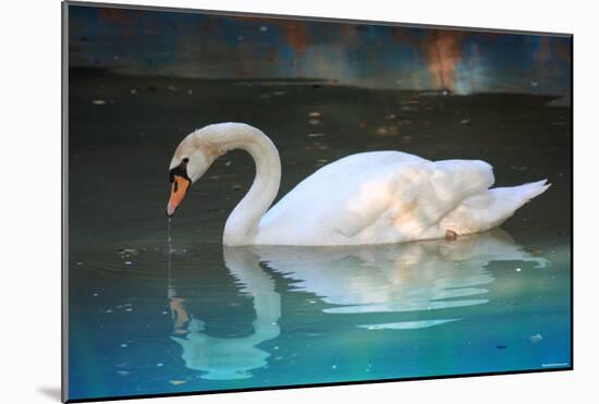 Swan (In Water, Reflection) Art Poster Print-null-Mounted Poster