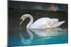 Swan (In Water, Reflection) Art Poster Print-null-Mounted Poster