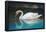 Swan (In Water, Reflection) Art Poster Print-null-Framed Poster
