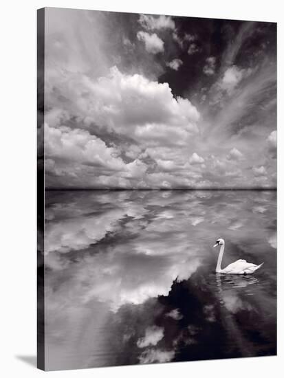 Swan Lake Explorations BW-Steve Gadomski-Stretched Canvas