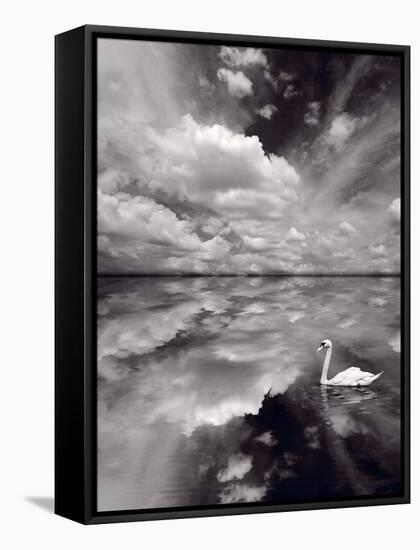 Swan Lake Explorations BW-Steve Gadomski-Framed Stretched Canvas