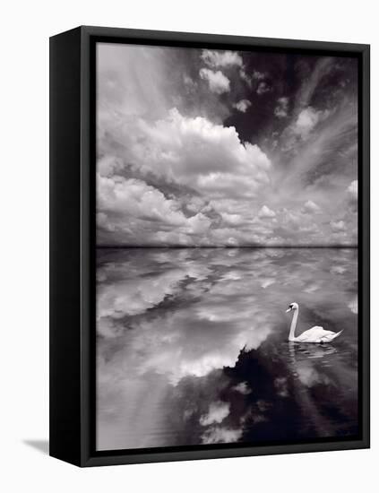 Swan Lake Explorations BW-Steve Gadomski-Framed Stretched Canvas