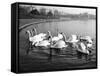 Swan Lake-null-Framed Stretched Canvas