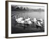 Swan Lake-null-Framed Photographic Print