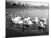 Swan Lake-null-Mounted Photographic Print