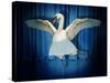 Swan Lake-J Hovenstine Studios-Stretched Canvas