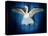 Swan Lake-J Hovenstine Studios-Stretched Canvas