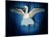 Swan Lake-J Hovenstine Studios-Mounted Giclee Print