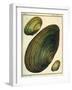 Swan Mussel, 1779-null-Framed Giclee Print