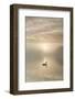 Swan on misty lake at sunrise, Clumber Park, Nottinghamshire, England, United Kingdom, Europe-John Potter-Framed Photographic Print