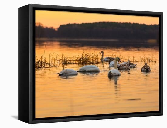 Swan on Sunset Lake-Milosz_G-Framed Stretched Canvas