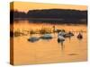 Swan on Sunset Lake-Milosz_G-Stretched Canvas