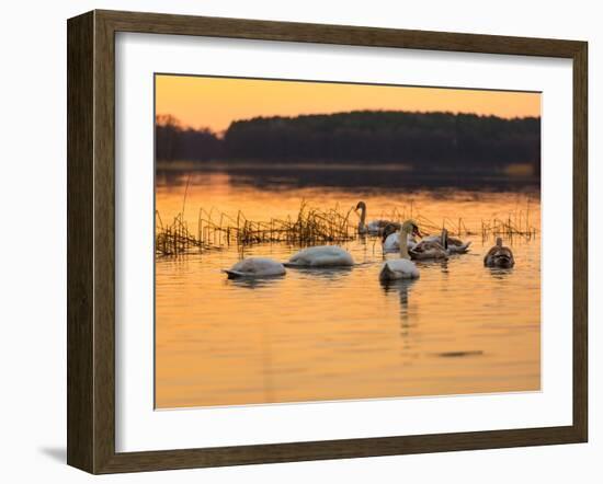Swan on Sunset Lake-Milosz_G-Framed Photographic Print