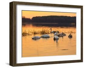 Swan on Sunset Lake-Milosz_G-Framed Photographic Print