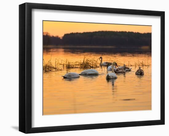 Swan on Sunset Lake-Milosz_G-Framed Photographic Print