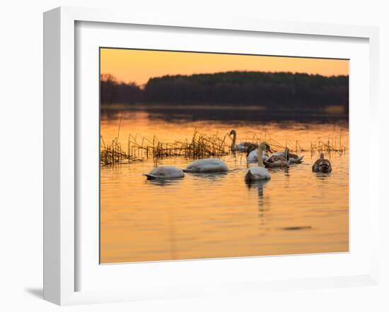 Swan on Sunset Lake-Milosz_G-Framed Photographic Print