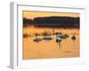 Swan on Sunset Lake-Milosz_G-Framed Photographic Print