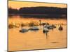 Swan on Sunset Lake-Milosz_G-Mounted Photographic Print