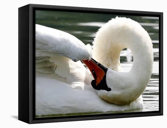 Swan on the river Rhine near Breisach, Germany-Winfried Rothermel-Framed Stretched Canvas