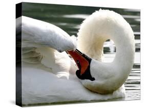 Swan on the river Rhine near Breisach, Germany-Winfried Rothermel-Stretched Canvas