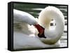 Swan on the river Rhine near Breisach, Germany-Winfried Rothermel-Framed Stretched Canvas