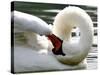 Swan on the river Rhine near Breisach, Germany-Winfried Rothermel-Stretched Canvas