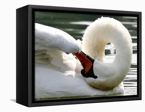 Swan on the river Rhine near Breisach, Germany-Winfried Rothermel-Framed Stretched Canvas