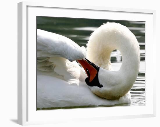 Swan on the river Rhine near Breisach, Germany-Winfried Rothermel-Framed Photographic Print