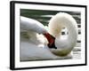 Swan on the river Rhine near Breisach, Germany-Winfried Rothermel-Framed Photographic Print