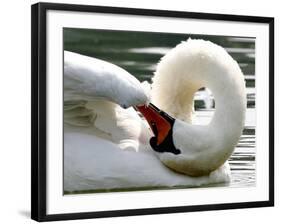 Swan on the river Rhine near Breisach, Germany-Winfried Rothermel-Framed Photographic Print