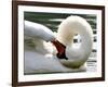 Swan on the river Rhine near Breisach, Germany-Winfried Rothermel-Framed Photographic Print