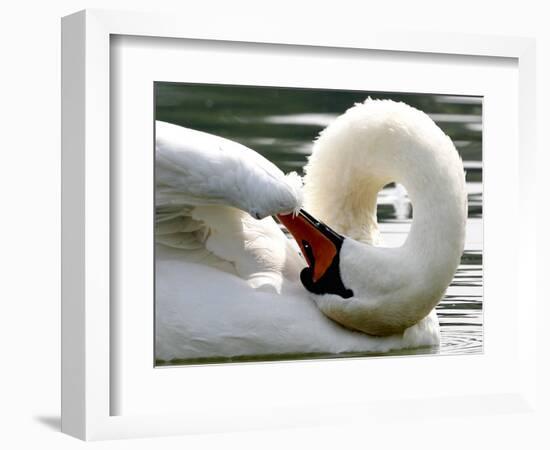 Swan on the river Rhine near Breisach, Germany-Winfried Rothermel-Framed Photographic Print