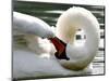 Swan on the river Rhine near Breisach, Germany-Winfried Rothermel-Mounted Photographic Print