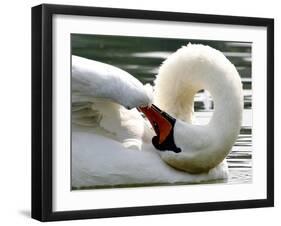 Swan on the river Rhine near Breisach, Germany-Winfried Rothermel-Framed Photographic Print