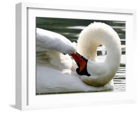 Swan on the river Rhine near Breisach, Germany-Winfried Rothermel-Framed Photographic Print