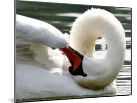 Swan on the river Rhine near Breisach, Germany-Winfried Rothermel-Mounted Photographic Print