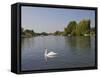 Swan on the River Thames at Walton-On-Thames, Near London, England, United Kingdom, Europe-Hazel Stuart-Framed Stretched Canvas