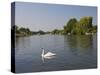 Swan on the River Thames at Walton-On-Thames, Near London, England, United Kingdom, Europe-Hazel Stuart-Stretched Canvas