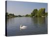 Swan on the River Thames at Walton-On-Thames, Near London, England, United Kingdom, Europe-Hazel Stuart-Stretched Canvas