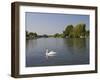 Swan on the River Thames at Walton-On-Thames, Near London, England, United Kingdom, Europe-Hazel Stuart-Framed Photographic Print