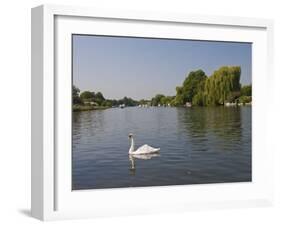 Swan on the River Thames at Walton-On-Thames, Near London, England, United Kingdom, Europe-Hazel Stuart-Framed Photographic Print