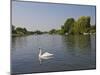 Swan on the River Thames at Walton-On-Thames, Near London, England, United Kingdom, Europe-Hazel Stuart-Mounted Photographic Print