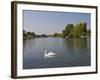 Swan on the River Thames at Walton-On-Thames, Near London, England, United Kingdom, Europe-Hazel Stuart-Framed Photographic Print